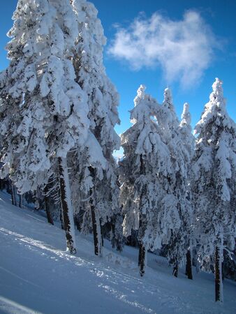 Beautiful Snow Covered Conifer Trees in sunny days, Poiana Brasov, Romaniaの写真素材