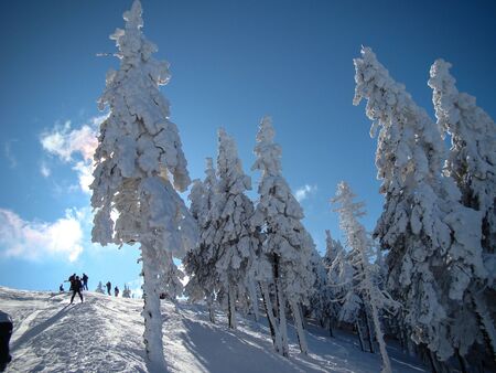 Beautiful Snow Covered Conifer Trees in sunny days, Poiana Brasov, Romaniaの写真素材