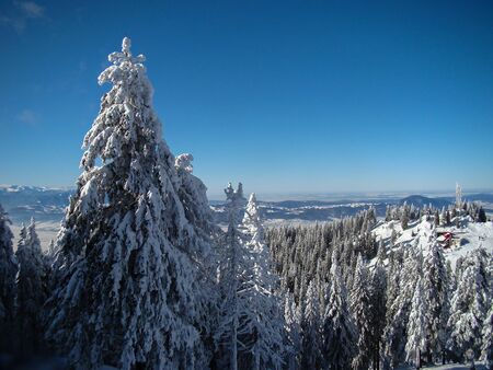 Beautiful Snow Covered Conifer Trees in sunny days, Poiana Brasov, Romaniaの写真素材