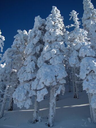 Beautiful Snow Covered Conifer Trees in sunny days, Poiana Brasov, Romaniaの写真素材