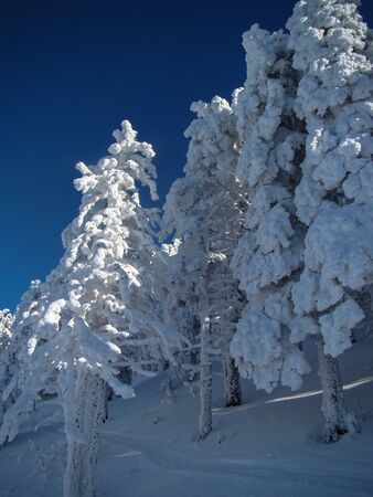 Beautiful Snow Covered Conifer Trees in sunny days, Poiana Brasov, Romaniaの写真素材