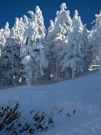Beautiful Snow Covered Conifer Trees in sunny days, Poiana Brasov, Romaniaの写真素材