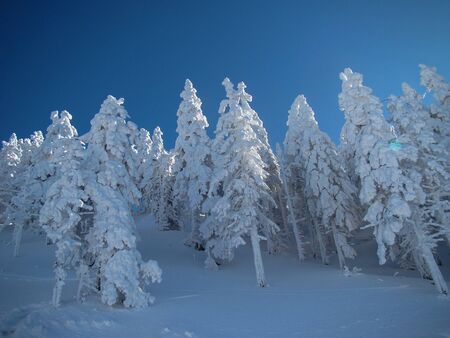 Beautiful Snow Covered Conifer Trees in sunny days, Poiana Brasov, Romaniaの写真素材