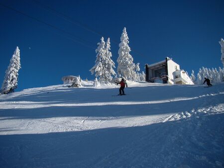 Beautiful Snow Covered Conifer Trees in sunny days, Poiana Brasov, Romaniaの写真素材