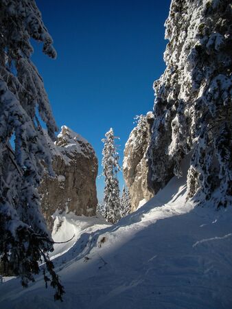 Beautiful Snow Covered Conifer Trees in sunny days, Poiana Brasov, Romaniaの写真素材