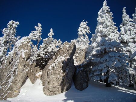 Beautiful Snow Covered Conifer Trees in sunny days, Poiana Brasov, Romaniaの写真素材