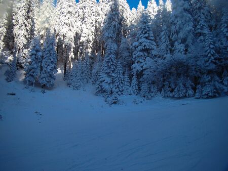 Beautiful Snow Covered Conifer Trees in sunny days, Poiana Brasov, Romaniaの写真素材