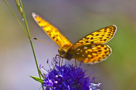 butterflyの写真素材
