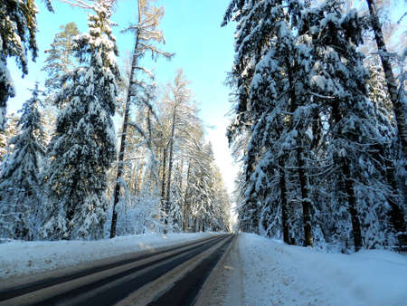 Road in woodの写真素材