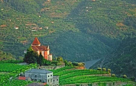 Vineyard with house in Portugalのeditorial素材
