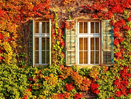 Windows of a house in Budapest at autumn の写真素材