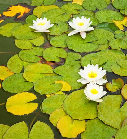 Nice water lily floating on a lake の写真素材