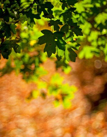Nice leaves at autumn 