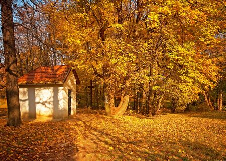 Small chapel in the forest の写真素材