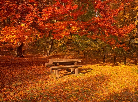 Bench with tree in autumn の写真素材