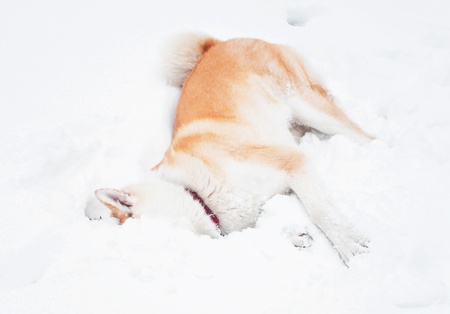 Akita dog in the forestの写真素材