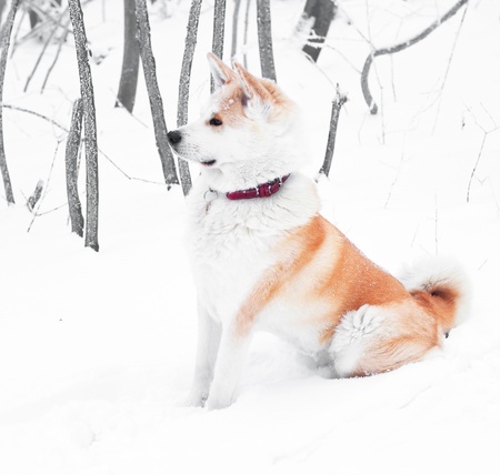 Akita dog in the forestの写真素材
