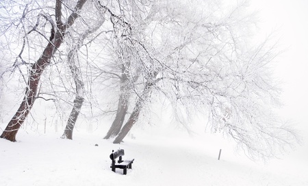 Forest in winterの写真素材