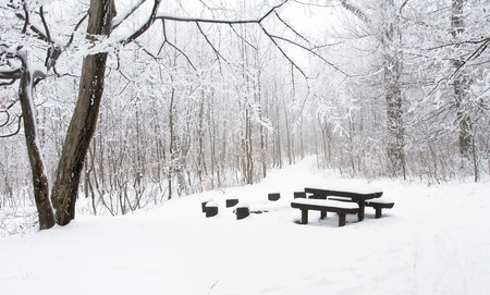 Forest in winterの写真素材