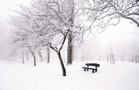 Forest in winterの写真素材