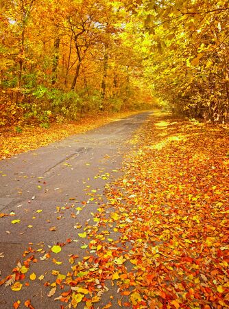 Road in the forest at autumn の写真素材