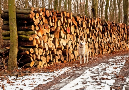 Forest in winter with snowの写真素材