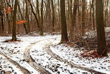 Forest in winter with snowの写真素材