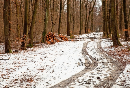 Forest in winter with snowの写真素材