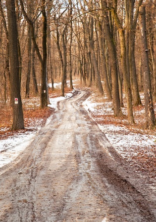 Forest in winter with snowの写真素材