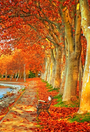 Nice trees in autumn in the city の写真素材