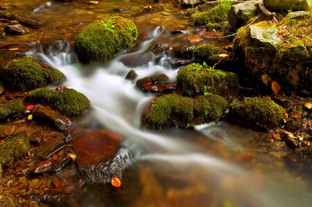River in the forestの写真素材