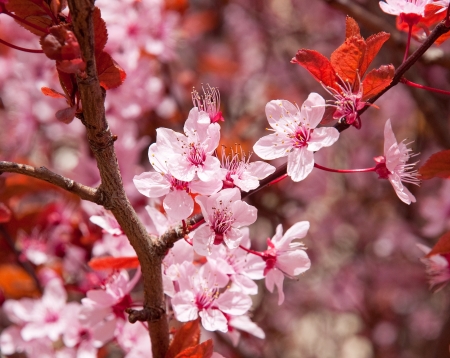 Flowers in the garden の写真素材