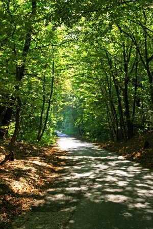 Pathway in the forest の写真素材