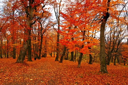 Bench with tree in autumn の写真素材