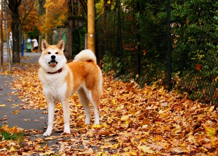 akita inuの写真素材