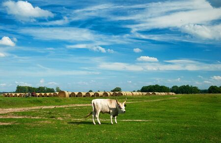 Hungarian grey cattle の写真素材