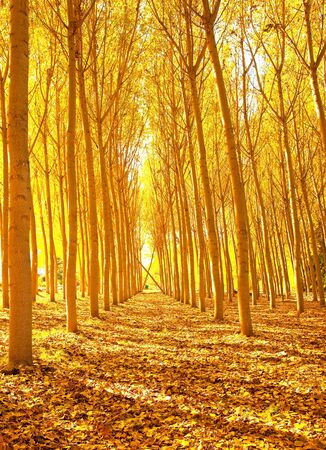 Nice pathway in autumnの写真素材