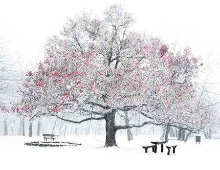 Forest in winter の写真素材