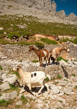 High mountains in Spain at summerの写真素材