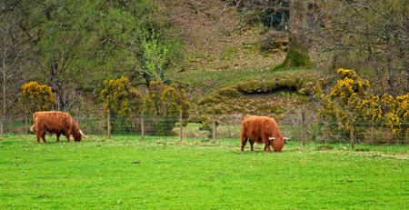 Brown Scottish cow in the farmの写真素材