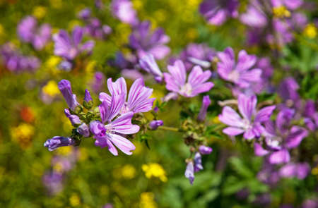 Spring flower in the field
