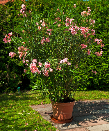 Nice oleander in the gardenの写真素材