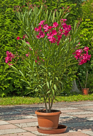 Nice oleander in the gardenの写真素材