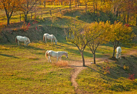 Horses in a farmの写真素材
