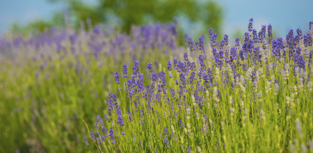 Lavender fieldの写真素材