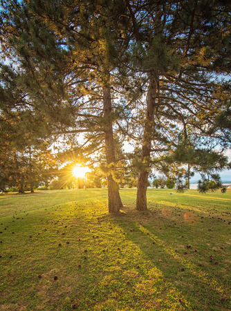 Park with trees in the sunsetの写真素材