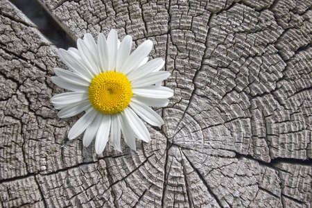 White flower on a background of an old tree.の写真素材