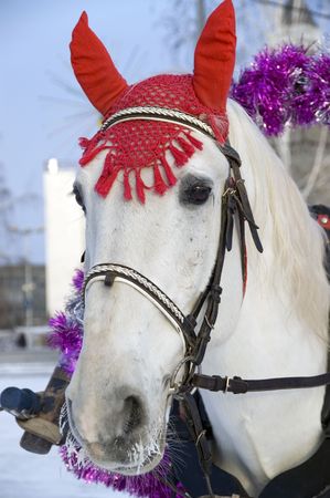 Winter. A holiday. The white horse in a costume.の写真素材