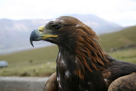 Portrait of the large predatory bird.