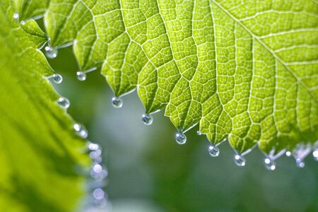 Small silvery drops of dew on a green sheet.の写真素材